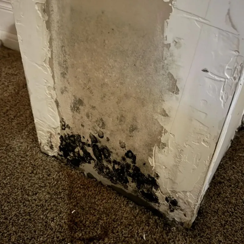 Professional Mold Removal in Johnson County, AR